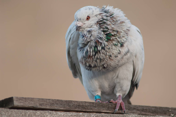 Свійський голуб, Лас - Пальмас - де - Ґран - Канарія. - Фото, зображення