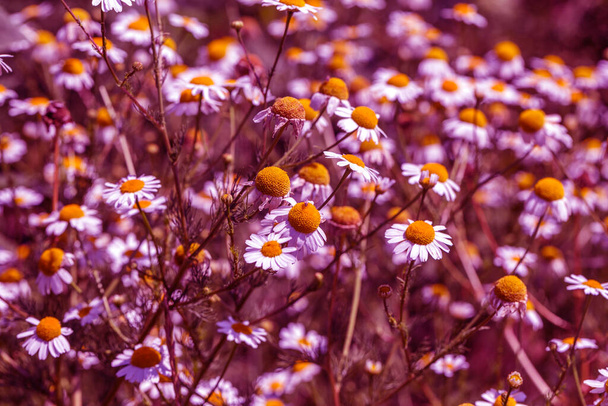 Flowering. Chamomile. Blooming chamomile field, Chamomile flowers. Natural herbal treatment. - Photo, Image