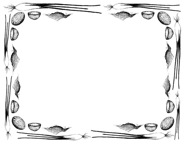 Kruidenplanten, met de hand getekende illustratie Frame van verse nootmuskaat of Myristica Fragrans Fruit met Scallion of Spring Ui, gebruikt voor kruiden in koken - Vector, afbeelding