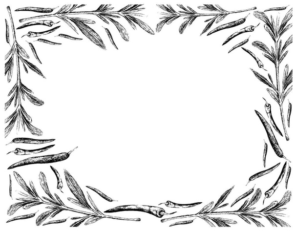 Φυτά φυτικής προέλευσης, Χειροποίητο πλαίσιο εικονογράφησης θερινού αλατιού ή Satureja Hortensis με πιπεριά τσίλι, χρησιμοποιείται για καρύκευμα στη μαγειρική. - Διάνυσμα, εικόνα