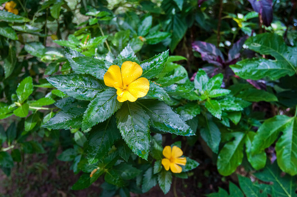 Flor amarilla brillante turnera diffusa después de la lluvia en un jardín, Tailandia
. - Foto, imagen