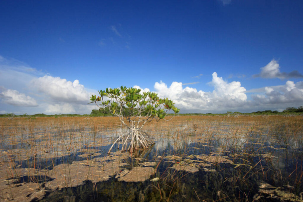 Lagoa de Nove Milhas no Parque Nacional Everglades
. - Foto, Imagem