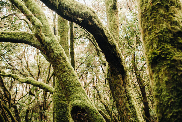 Garajonay National Park, laurel forest, laurisilva, La Gomera, Canary Islands Spain  - Valokuva, kuva