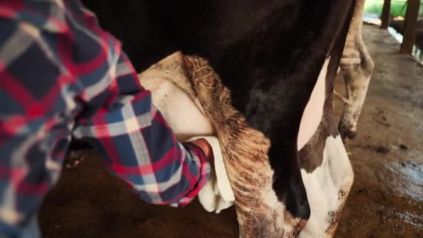 農場で牛の乳を掃除する農家の女性。農業や農業などです。本物の牛のミルクファームアジアタイ。搾乳管理手順2塩素を使用して消毒液で牛の皮を拭く布を使用する - 映像、動画