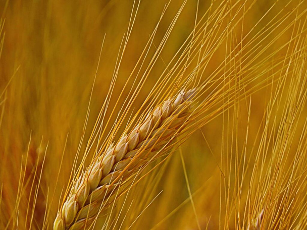 Altın buğday kulakları - Fotoğraf, Görsel