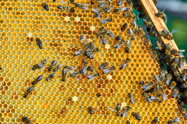 Vista de cerca de las abejas que trabajan en el panal con miel dulce. La miel es apicultura productos saludables
. - Foto, Imagen