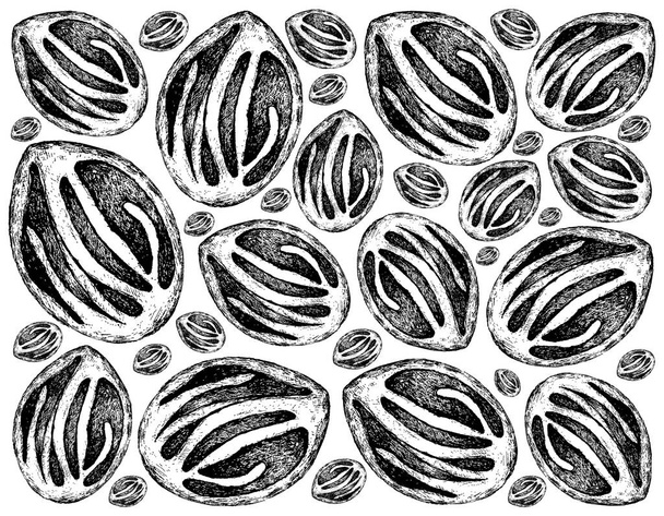 Plantas de hierbas, ilustración dibujada a mano Antecedentes de nuez moscada fresca o frutas Myristica Fragrans utilizadas para sazonar en la cocina
 - Foto, Imagen