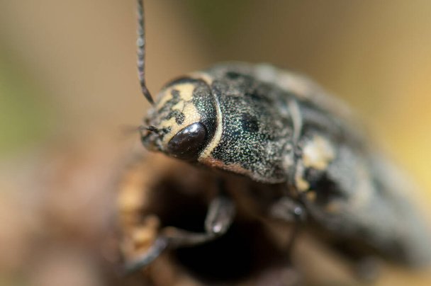 İntegral Doğal Rezervinde Jewel Beetle Buprestis Bertheloti. - Fotoğraf, Görsel