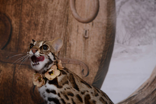 asiático leopardo gato muito amigável e brincalhão na frança no fundo língua
 - Foto, Imagem