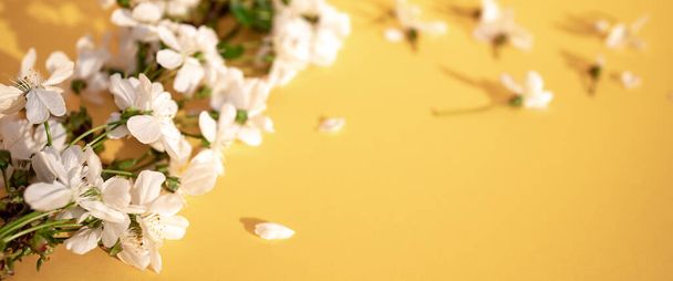 Vista superior de flores blancas sobre fondo amarillo. Patrón, textura. Formato ancho
 - Foto, imagen