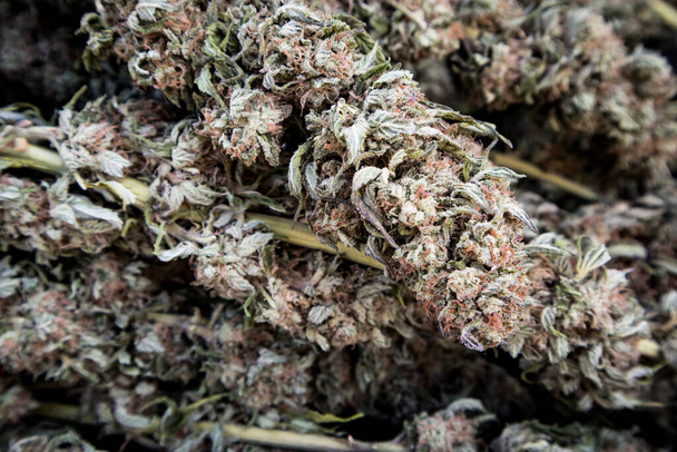 Zbliżenie pąków marihuany podczas sezonu zbiorów w Kalifornii - Zdjęcie, obraz