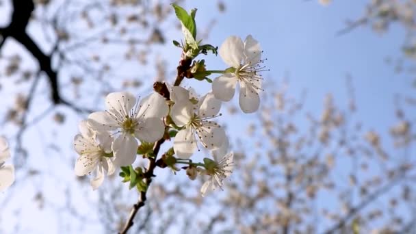 Fleurs de cerisier blanc en fleurs close-up dans la lumière du coucher du soleil chaud avec ciel bleu. Romantique printemps délicat pétales de fleurs nature avec fond flou vidéo
 - Séquence, vidéo