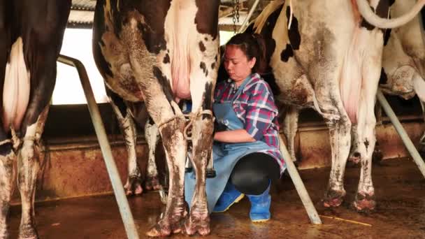 Çiftçi kadın çiftlikte süt sağma makinesiyle inek sağıyor. Kariyer tarımı, çiftçilik. Asya Tayland 'daki gerçek inek sütü çiftliği. Süt yönetimi prosedürü - Video, Çekim