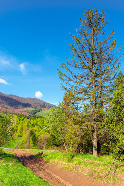 beautiful nature mountain scenery. path through forest on grassy hills in springtime. concept of outdoor adventure on a sunny day with clouds on the blue sky - Photo, image