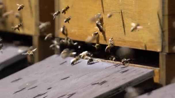 κοντινό πλάνο πυροβολούν ιπτάμενες μέλισσες μπροστά από κουτιά μελισσών σε μια ηλιόλουστη μέρα - Πλάνα, βίντεο