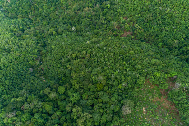 空中ビュードローンカメラトップビュー熱帯雨林の木々の生態系健全な環境の概念と夏の背景 - 写真・画像