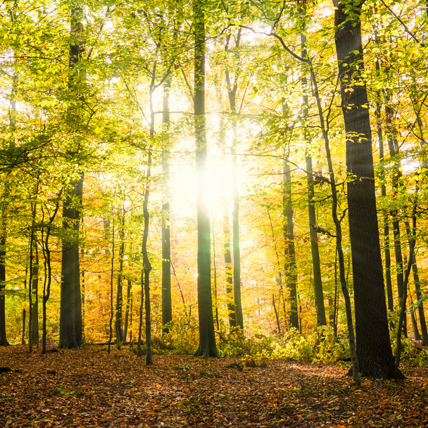 az őszi erdő - Fotó, kép