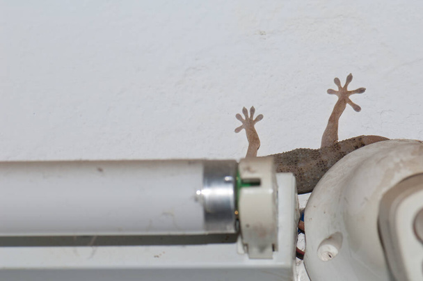 Boettgers ściany gecko ukryte za żarówką i lampą fluorescencyjną. - Zdjęcie, obraz