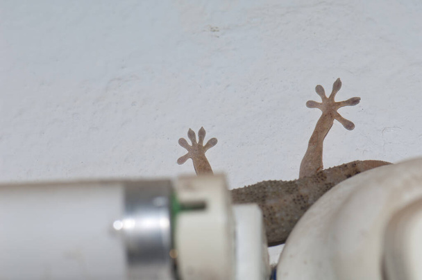 Boettgers τοίχο gecko κρύβεται πίσω από μια λάμπα και μια λάμπα φθορισμού. - Φωτογραφία, εικόνα