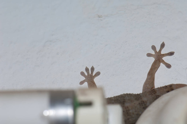 Boettgers ściany gecko ukryte za żarówką i lampą fluorescencyjną. - Zdjęcie, obraz