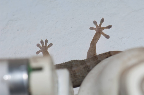 Boettgers gecko de pared escondido detrás de una bombilla y una lámpara fluorescente. - Foto, Imagen