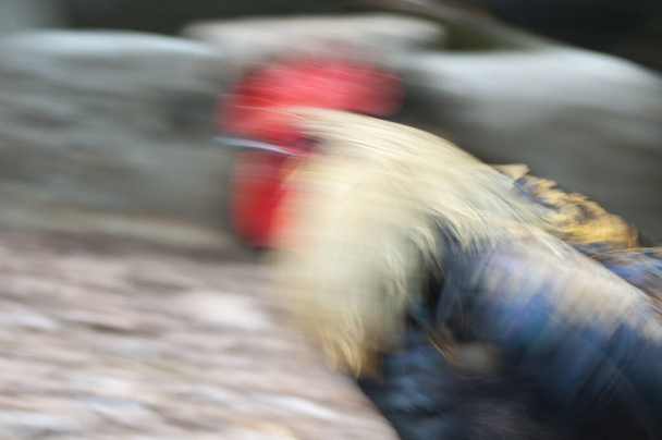 Rooster Gallus gallus domesticus moving, picture blur to suggest movement. - Photo, Image