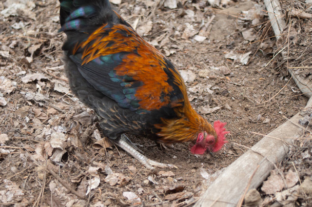 Hen Gallus gallus domesticus searching for food. - Photo, Image