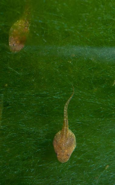 Tadpoles of Perezs sammakko Pelophylax perezi lammessa. - Valokuva, kuva