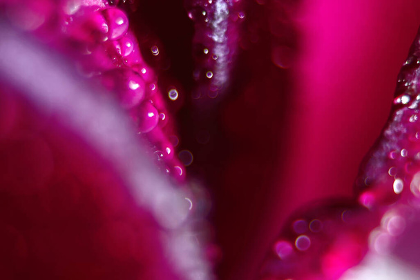 Macro Close up Shot of Many Water Drops on red petal . - Photo, Image