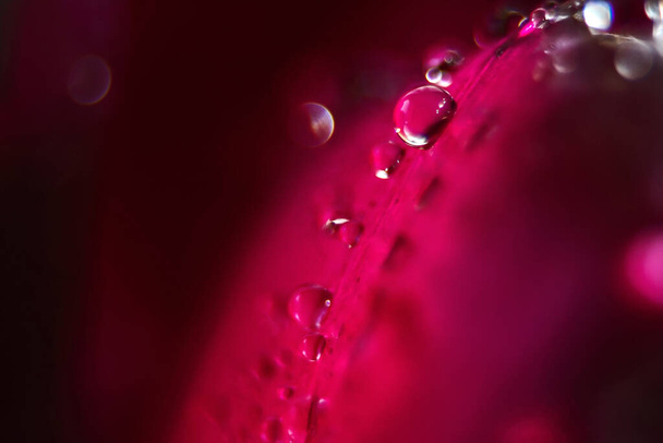Makro Zbliżenie Shot of Many Water Drops on red petal . - Zdjęcie, obraz
