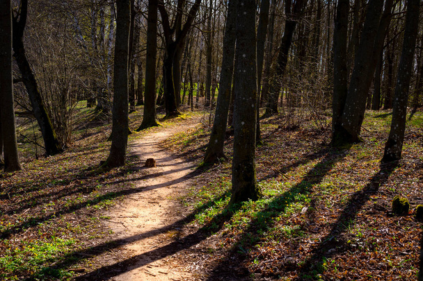 Meandering footpath disappearing into the distance between backlit forest trees casting shadows on the ground - Foto, afbeelding