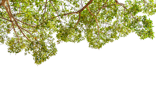 Frame of green leaves tree on white background. - Photo, Image