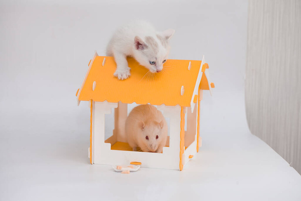 Kočka a myš. Tom a Jerry. Kotě stráží velkou myš ve žlutém domě na bílém pozadí - Fotografie, Obrázek