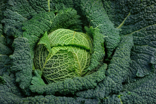 Full organic Curly green Cabbage close up - Photo, Image