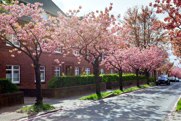 Vue panoramique printanière de beaux cerisiers roses en fleurs dans une ville. Belle floraison le jour ensoleillé du printemps. - Photo, image