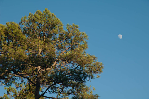 Сосна канарських островів Pinus canariensis і місяць. - Фото, зображення