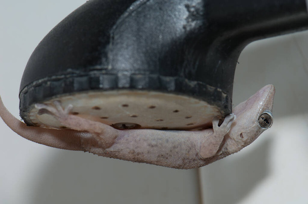 Boettgers fal gecko Tarentola boettgeri egy zuhany fej. - Fotó, kép
