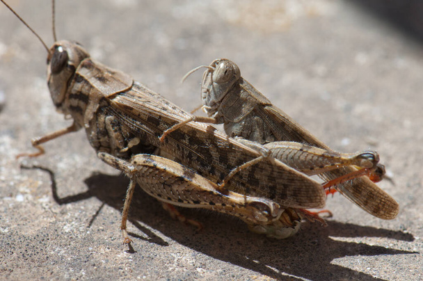 Canarian grasshoppers Calliptamus plebeius copulating, Cuz de Pajonales. - Photo, Image
