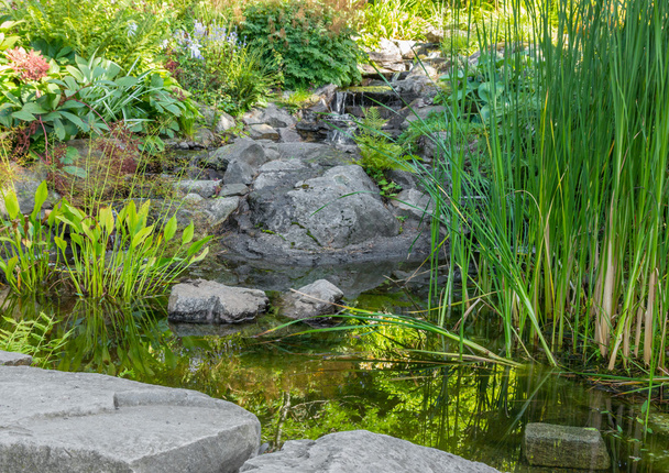 Bahçe su bitkileri, gölet ve dekoratif taşlar - Fotoğraf, Görsel