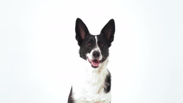 Een zwart-wit kleur hond volgt orders, blaffen en lopen uit een schot in de studio op een witte achtergrond. Hondentraining concept. Prores 422 - Video