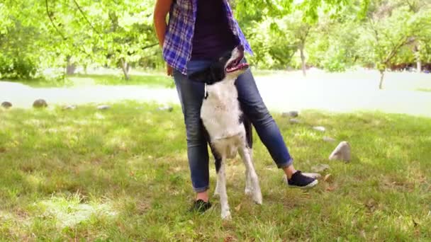 Een hond heft zijn poten omhoog en herhaalt de acties van de gastvrouw van een tienermeisje die haar huisdier traint. Hondentraining concept. Prores 422 - Video