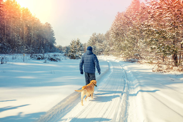 Man and dog are best friends. A man and a dog are walking along a road in a snowy forest on a winter sunny day - 写真・画像