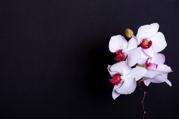 Orchidée blanche au centre violet isolé sur fond noir. Plante tropicale. Belle fleur d'orchidée
. - Photo, image