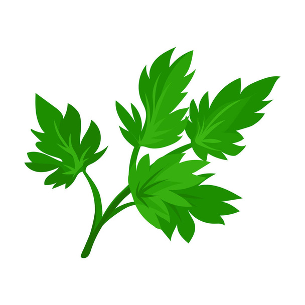 Leaf of celery vector icon.Cartoon vector icon isolated on white background leaf of celery. - Вектор,изображение