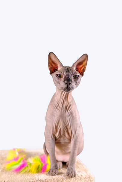 Portrait of a pretty sphinx indoors, bald cat, the cat is on a scratching post, full body, on a white background, with space for copy, focus on eye - Photo, Image
