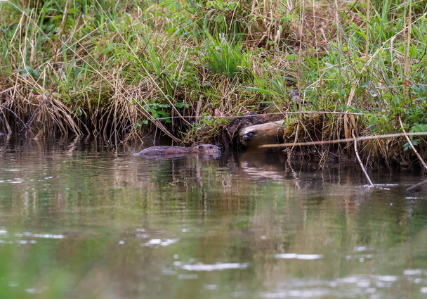 A young muskrat on the banks of a stream looking for food - Photo, Image