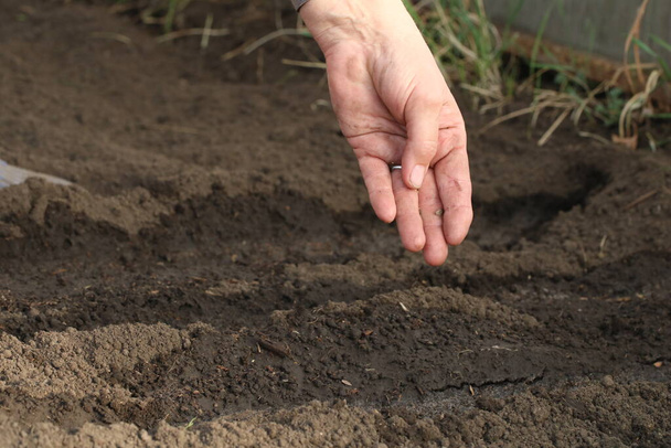 ręczne sadzenie nasion do wilgotnej gleby w ogrodzie warzywnym. koncepcja rolnictwa. - Zdjęcie, obraz