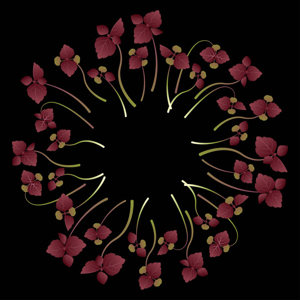 Microgreens Shiso, Perilla. Arranged in a circle. Vitamin supplement, vegan food. Black background - Vector, Image