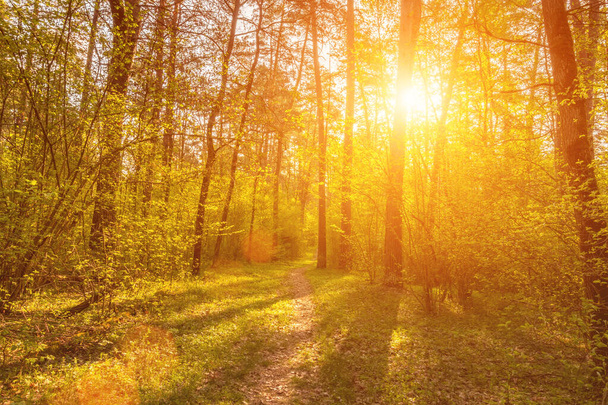 Szene eines wunderschönen Sonnenuntergangs oder Sonnenaufgangs im Frühling-Sommer Kiefernwald mit Bäumen, Gras, Fußweg und jungen Blättern. Landschaft. - Foto, Bild