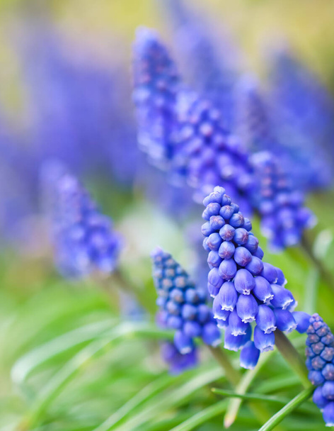 Siniset nuput kukat Muscari armeniacum tai rypäleen hyasintti. Viper bow
 - Valokuva, kuva